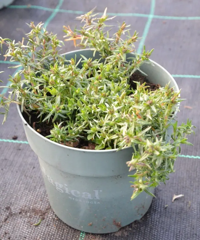 Phlox subulata Spring® Blue sadzonka