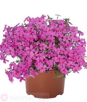Phlox subulata Spring Pink – intensywnie różowy płomyk szydlasty