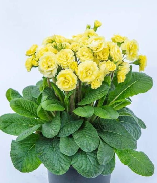 Primula Pretty Polly Jersey Cream