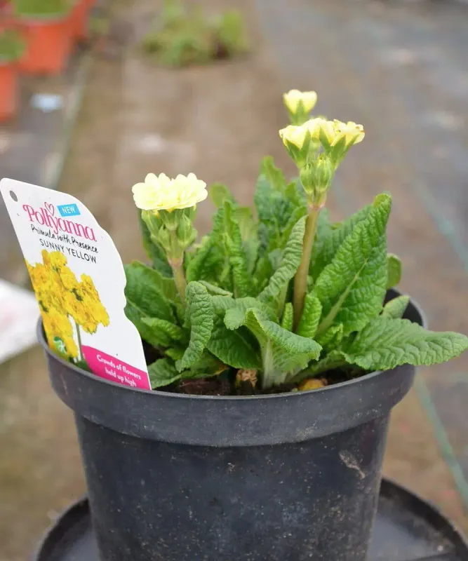 Primula Pretty Polly Jersey Cream