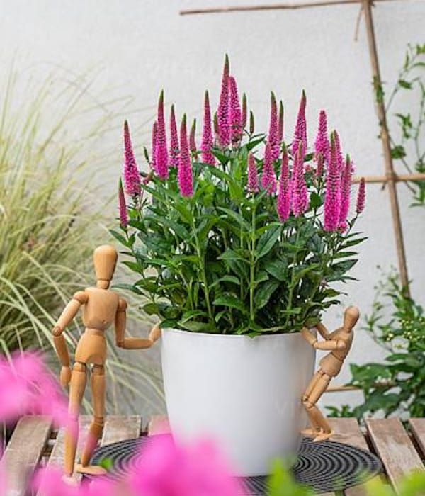 Przetacznik 'Lancita Pink'