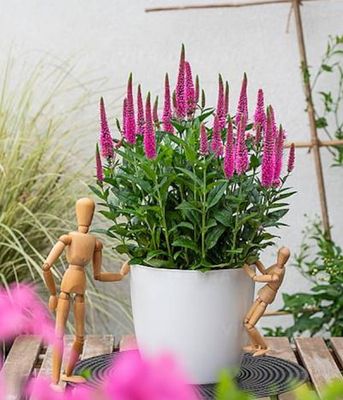 Przetacznik 'Lancita Pink'