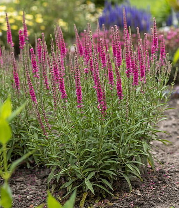 Przetacznik 'Rotfuchs'