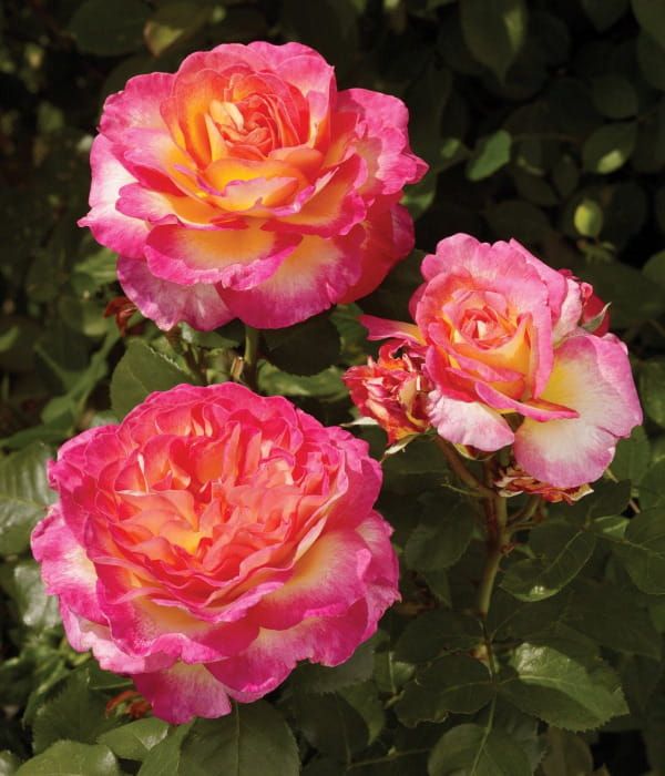 Róża National Parks® 'Gorgeous' – pachnąca róża rabatowa