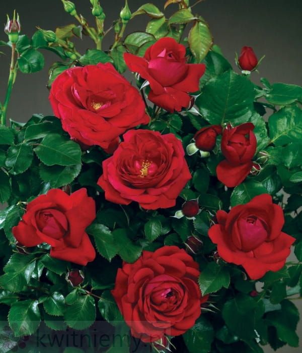 Róża Renaissance Caprici – pachnące, pełne kwiaty róży ogrodowej