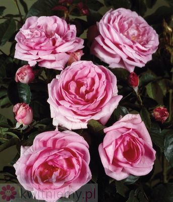 Róża Renaissance Ghita – pachnące, pełne kwiaty róży ogrodowej