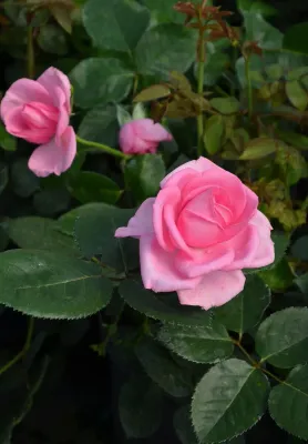 Róża Renaissance® 'Ghita'