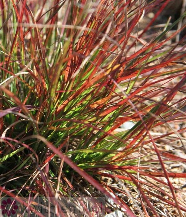 Rozplenica Burgundy Bunny – bordowe, puszyste kłosy trawy ozdobnej