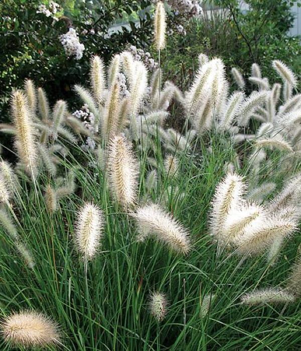 Rozplenica 'Cassian'