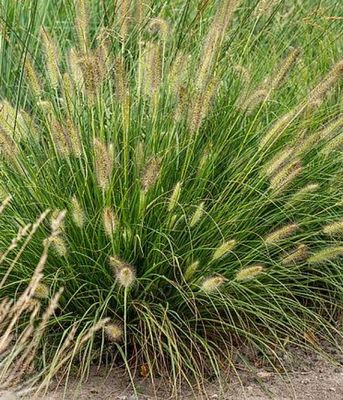 Rozplenica Gelbstiel – jasne kłosy na żółtawych pędach trawy ozdobnej