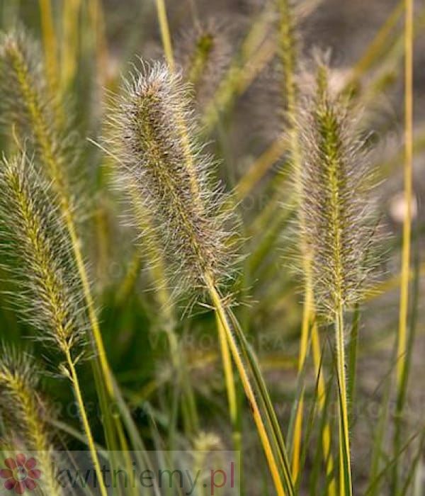 Pennisetum Gelbstiel – elegancka rozplenica o beżowych kwiatostanach