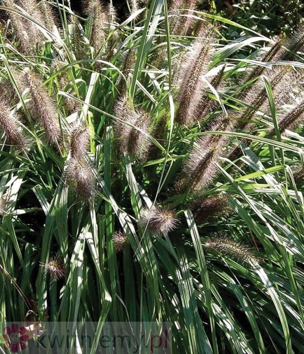 Pennisetum Magic – efektowna rozplenica o intensywnych kwiatostanach