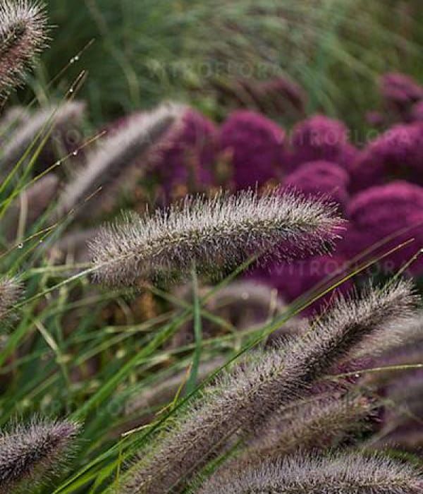Rozplenica 'National Arboretum'