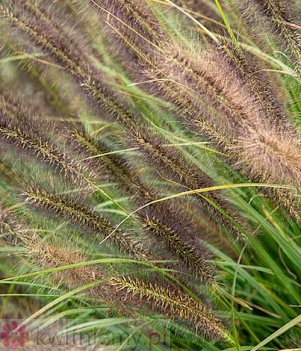 Rozplenica Red Head – czerwono-bordowe, puszyste kłosy trawy ozdobnej