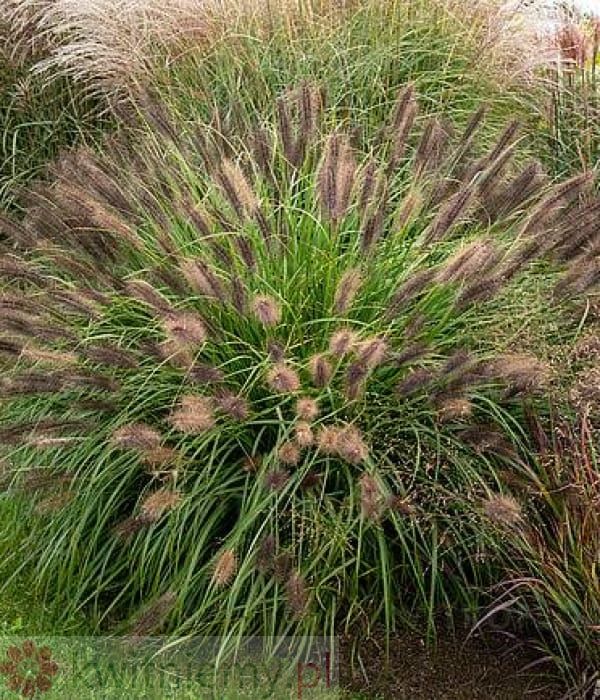 Pennisetum Red Head – dekoracyjna rozplenica o intensywnie czerwonych kwiatostanach