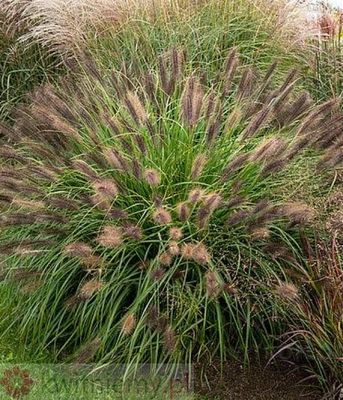Pennisetum Red Head – dekoracyjna rozplenica o intensywnie czerwonych kwiatostanach