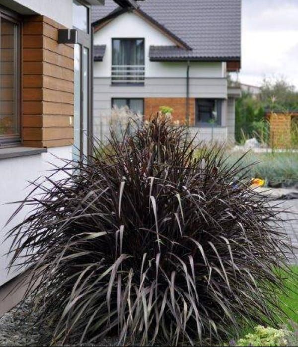 Rozplenica 'Vertigo'