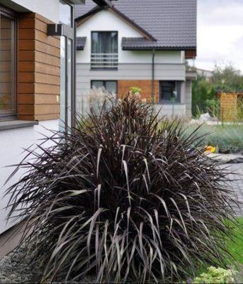 Rozplenica 'Vertigo'