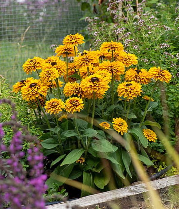 Rudbekia SmileyZ™ 'Double Kissing'