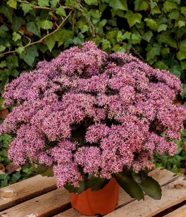 Rozchodnik 'Cloud Walker'