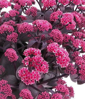 Rozchodnik 'Oriental Dancer'