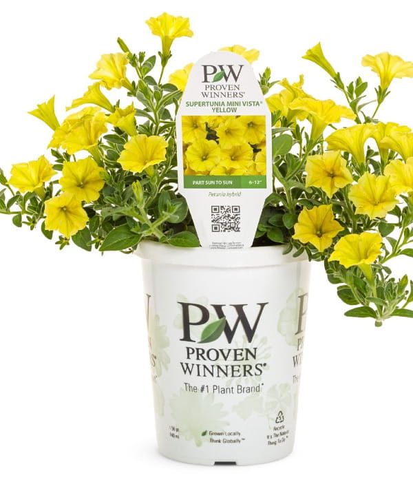 Supertunia MINI VISTA® 'Yellow'
