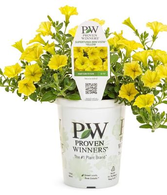 Supertunia MINI VISTA® 'Yellow'