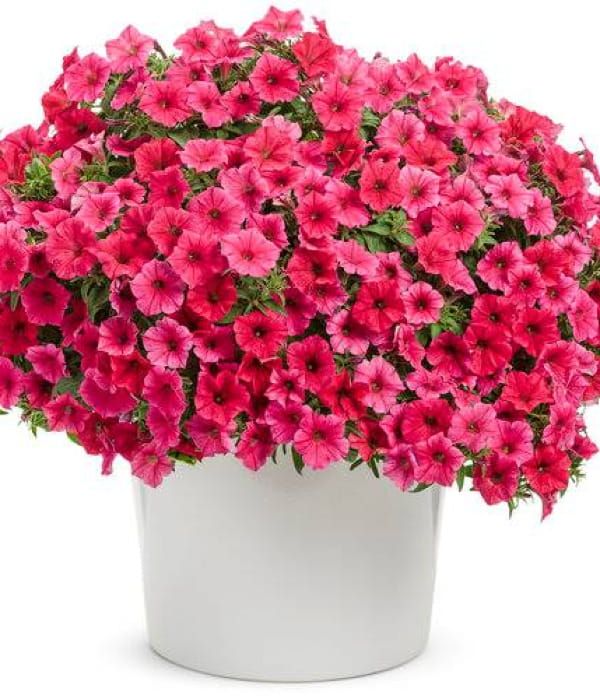 Supertunia VISTA®  'Paradise'