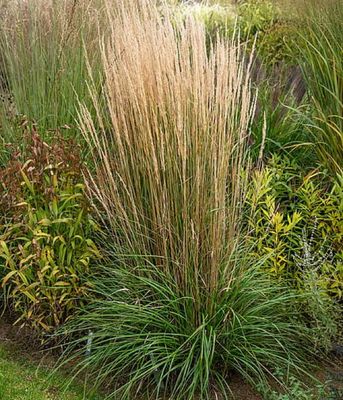 Trzcinnik 'Karl Foerster'