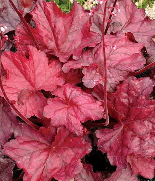 Żurawka 'Fire Chief'