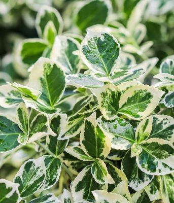 Trzmielina 'Emerald Gaiety'