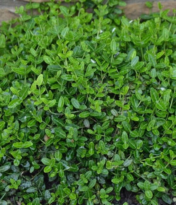 Trzmielina 'Mini Magic'