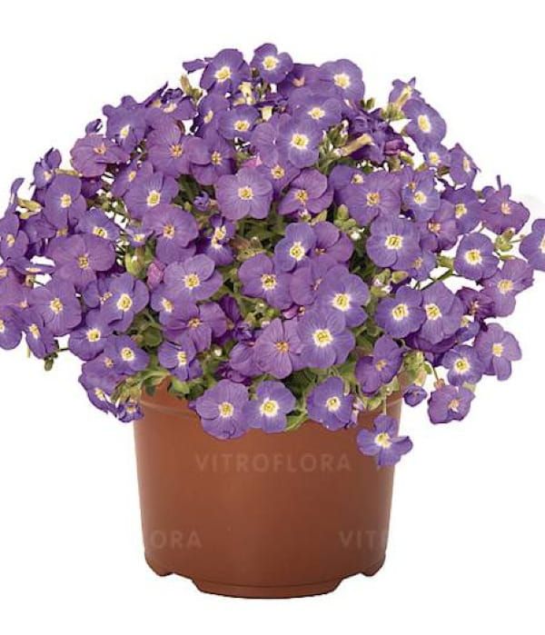 Żagwin 'Rock On Blue'