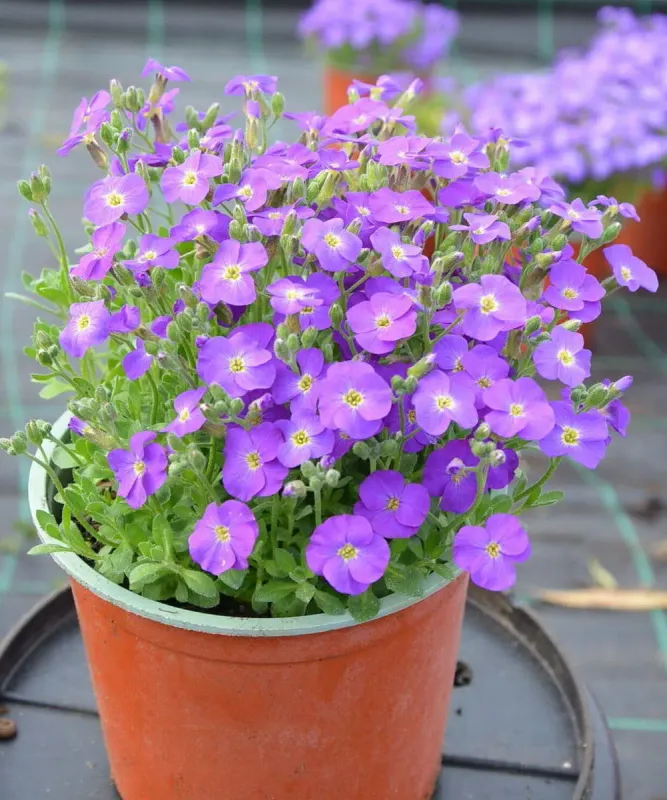 Żagwin 'Rock On Blue' - sadzonka w doniczce