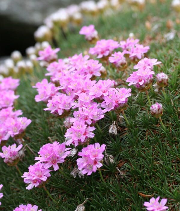 Zawciąg 'New Zealand Form'