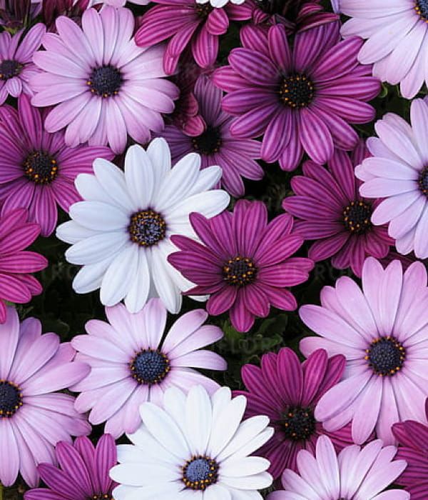 Stokrotka afrykańska 'Osteospermum Akila'