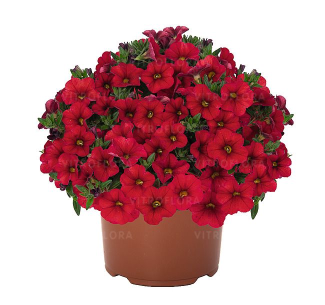 Calibrachoa 'Aloha Kona Red 2026'
