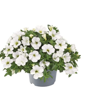 Calibrachoa 'Metro Early White Compact' '