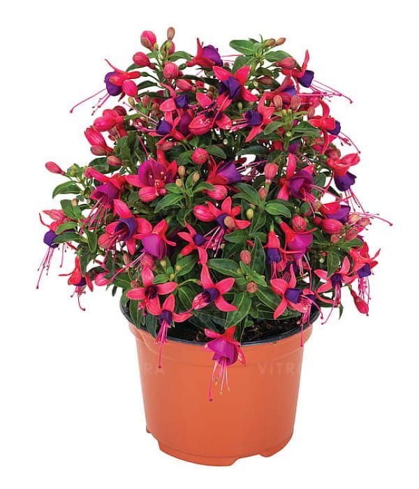 Fuksja 'Ballerina Pirouette'-pokrój stojący