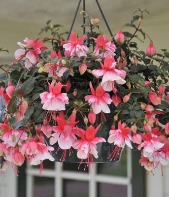 Fuksja 'El Camino'-wisząca