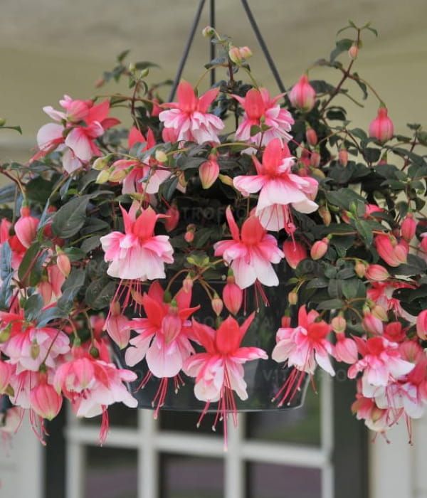 Fuksja 'El Camino'-wisząca