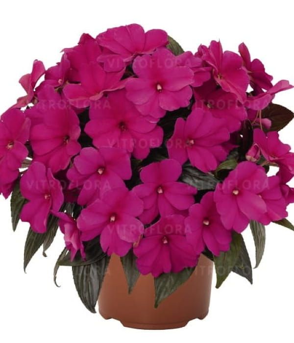 Niecierpek nowogwinejski 'Magnum Blue'