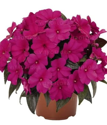 Niecierpek nowogwinejski 'Magnum Blue'