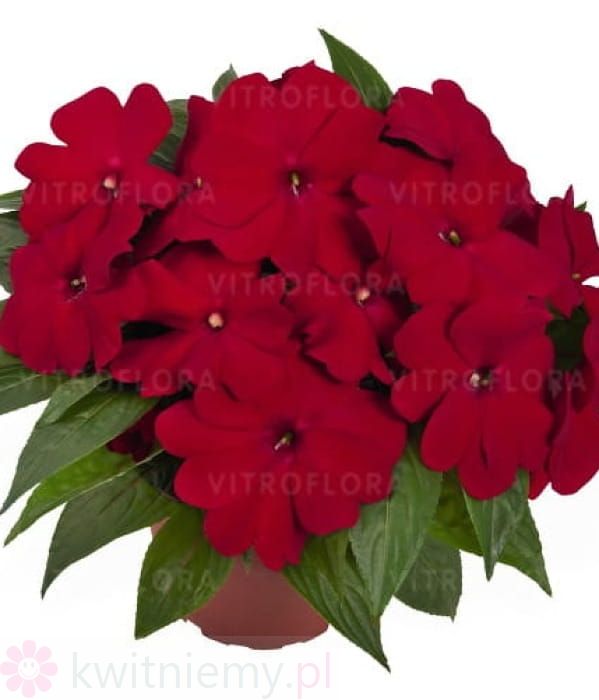 Niecierpek nowogwinejski 'Magnum Dark Red'