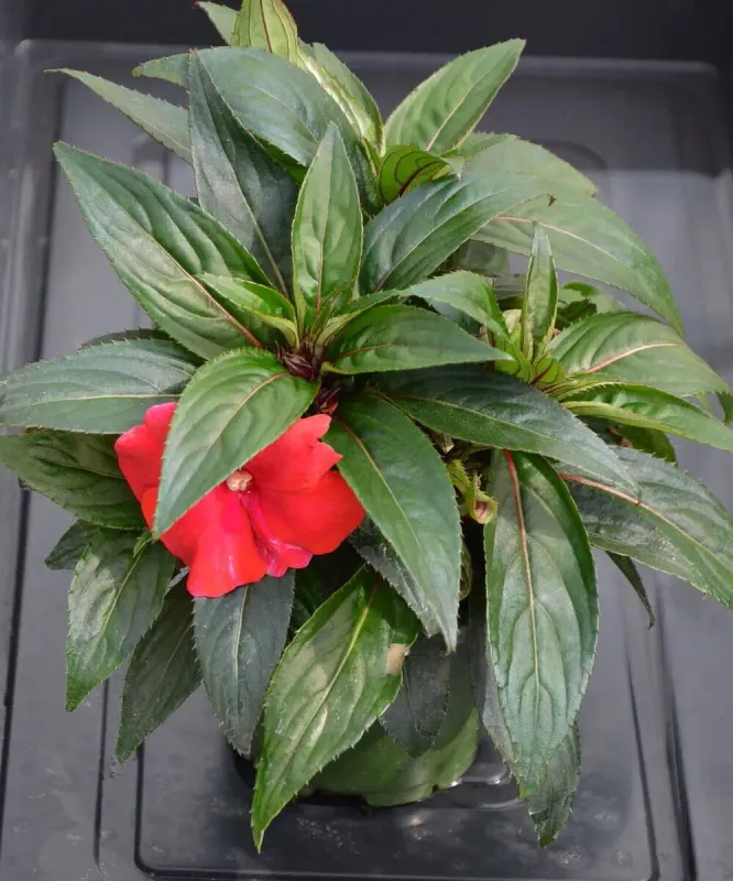 Niecierpek  'Magnum Dark Red'