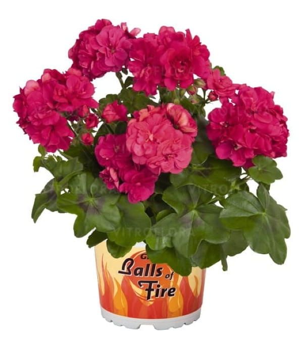 Pelargonia bluszczolistna 'Great Balls of Fire™ Melon Atlantic'