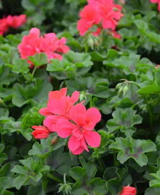 Pelargonia bluszczolistna 'Great Balls of Fire™ Melon Atlantic'