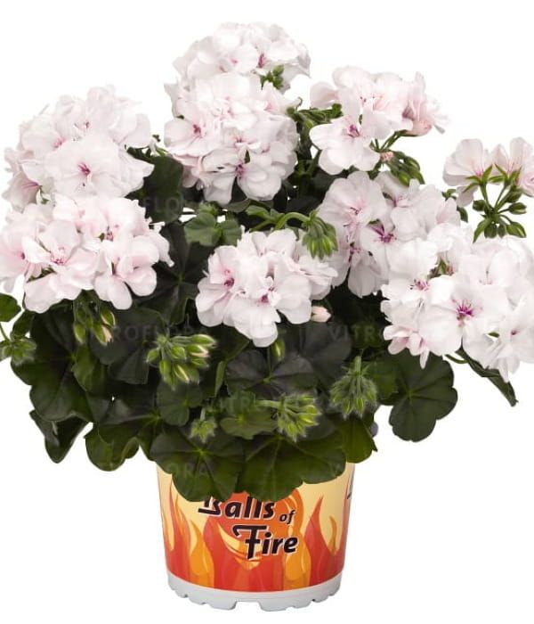 Pelargonia bluszczolistna 'Great Balls of Fire™ White Atlantic'