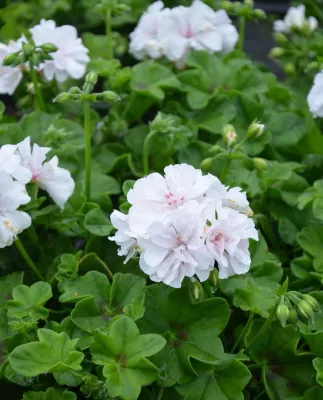 Pelargonia bluszczolistna Biała sadzonka