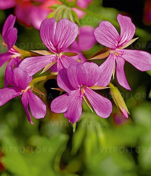 Pelargonia kaskadowa 'Balcon Lilac'